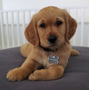 Meet your Posher, Jasen